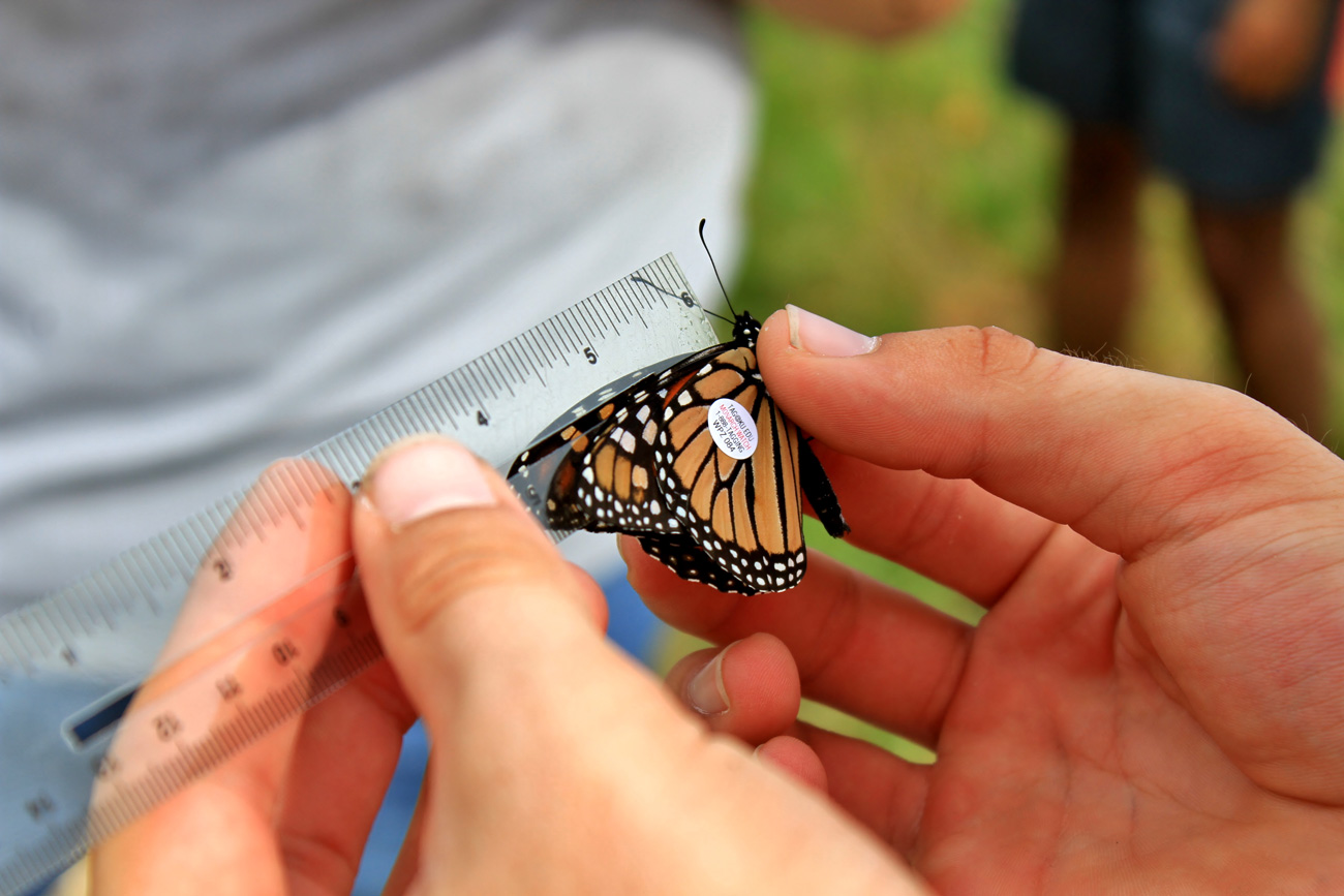 Student measuring butterfly