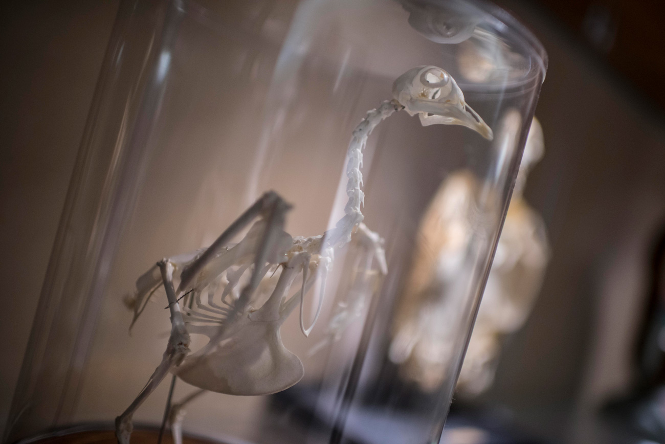 Skeletal structure of a bird in a glass case