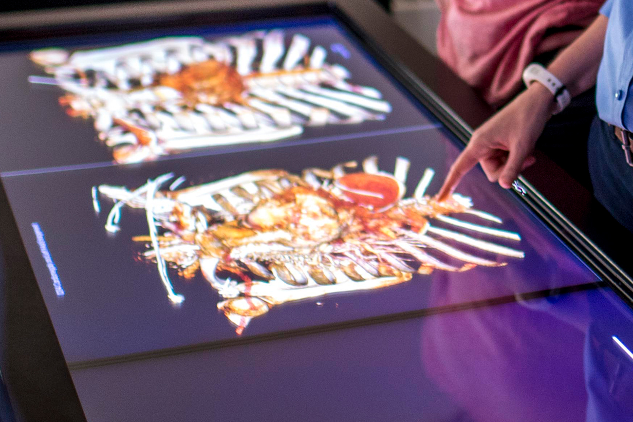 Exercise science students examining chest on digital cadaver table