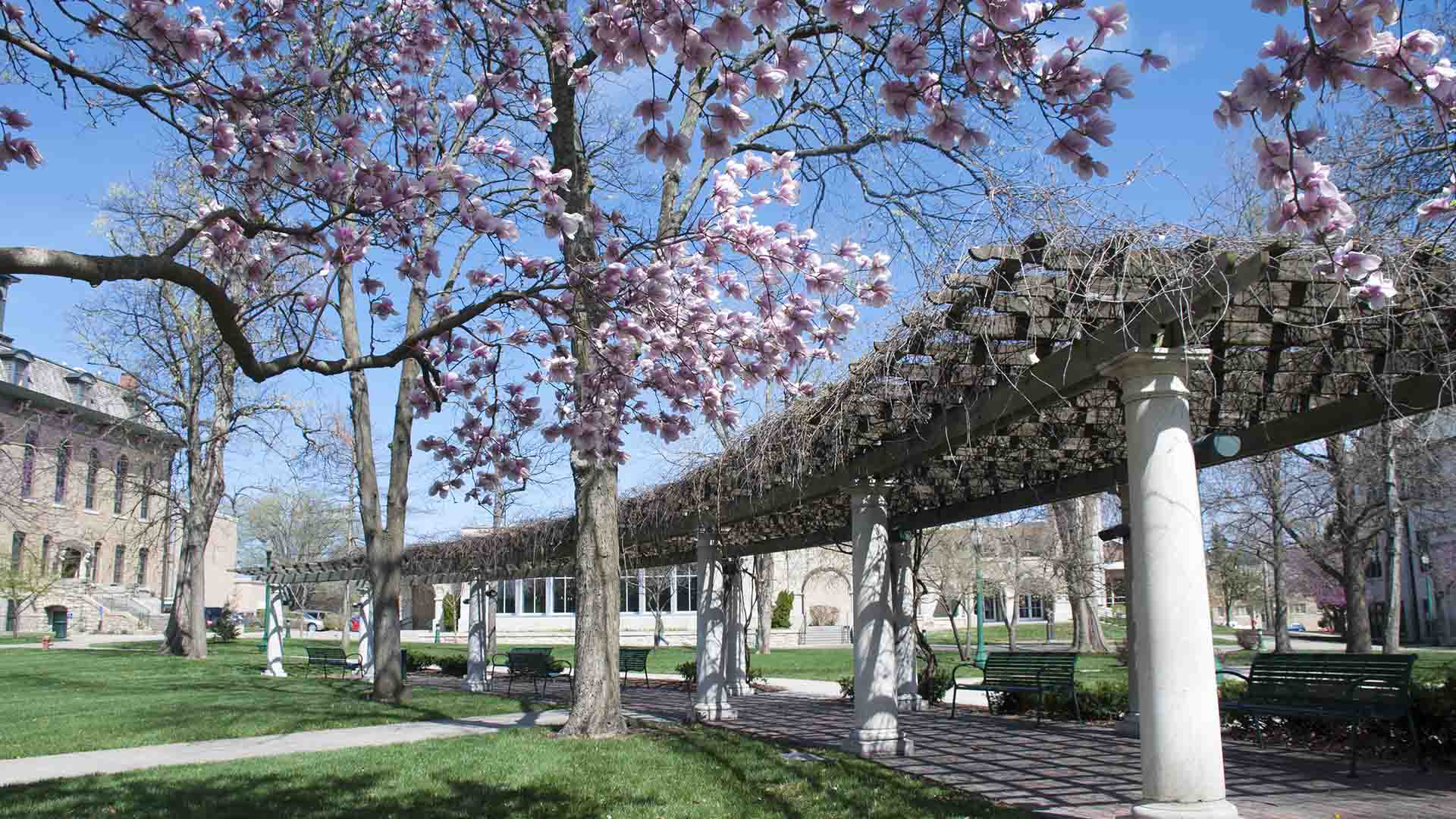 Photo of the grape arbor on campus during the spring