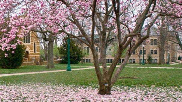 magnolia tree on campus