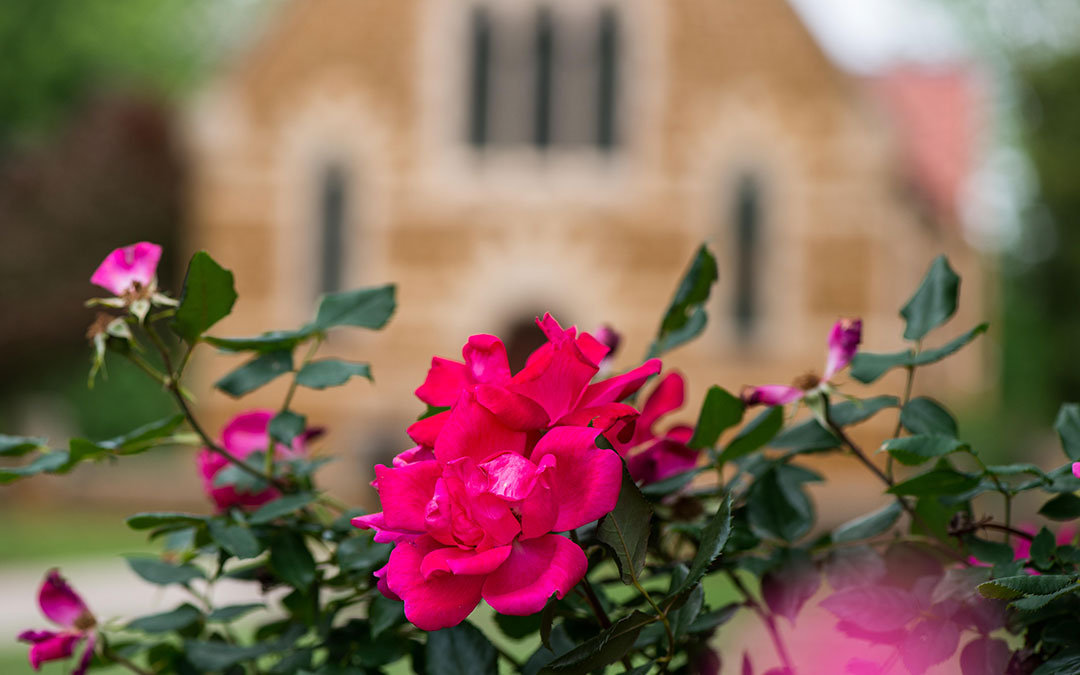 Pink flowers in front of Campus chapel