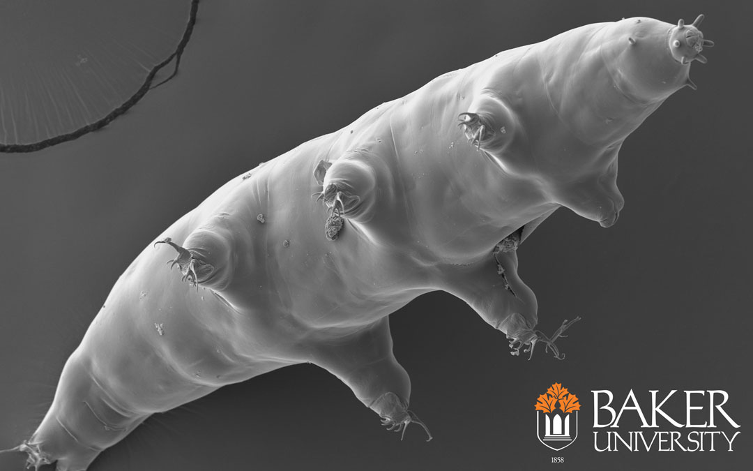 Picture of a tardigrade