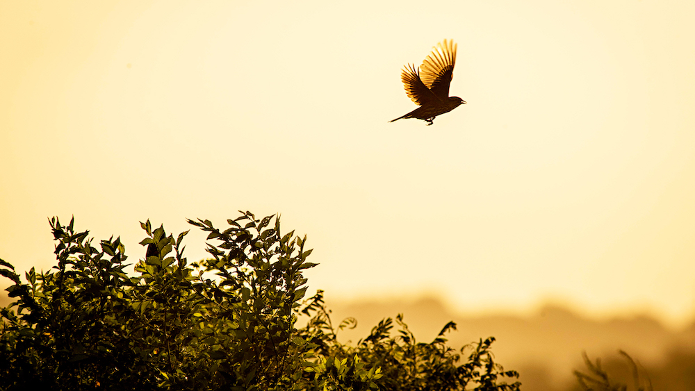 Bird flying in Baker wetlands