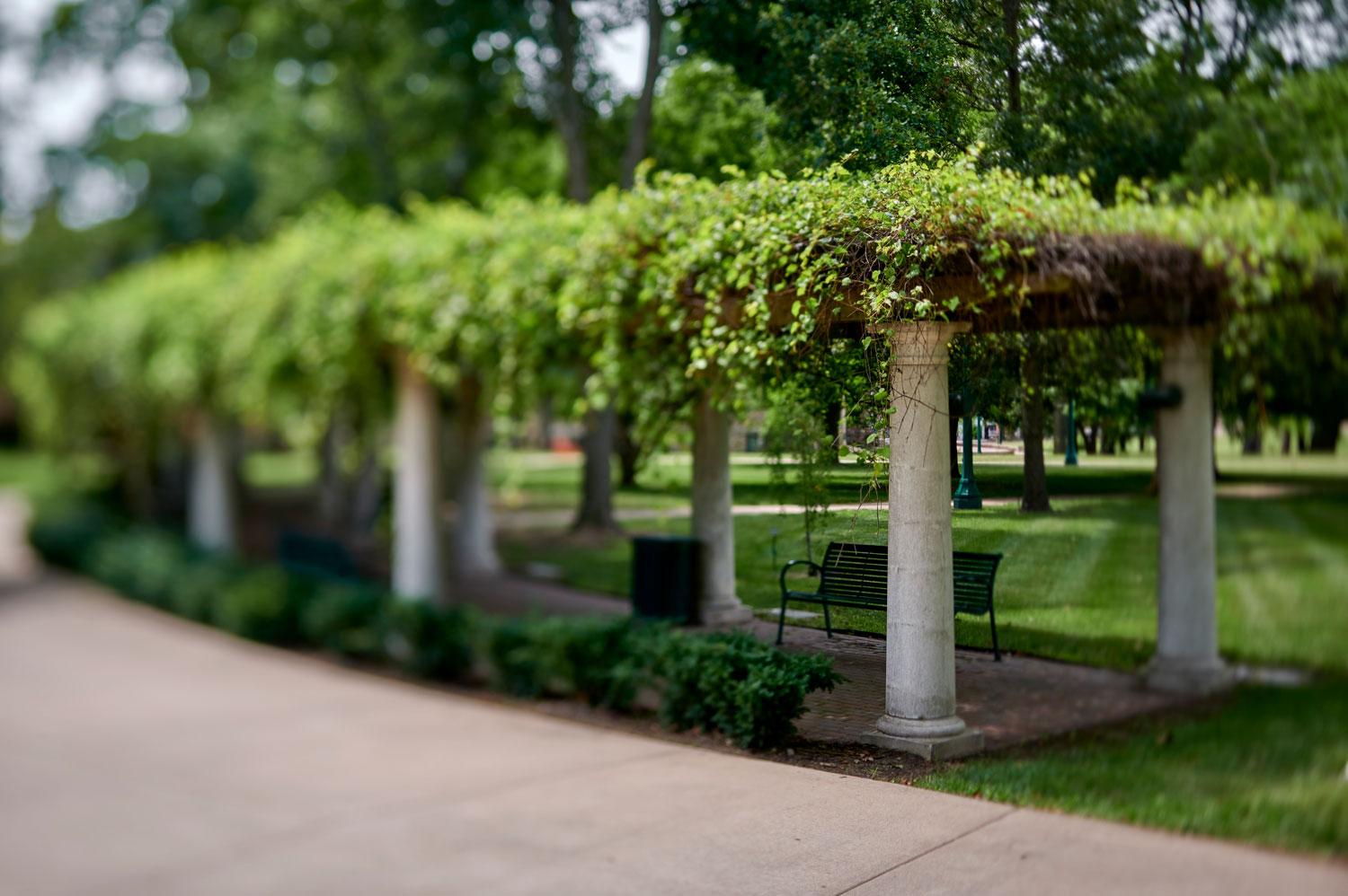 Grape Arbor