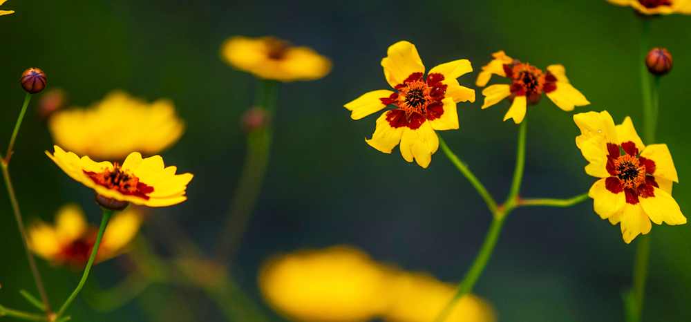 close up of yellow flowers at the baker wetlands