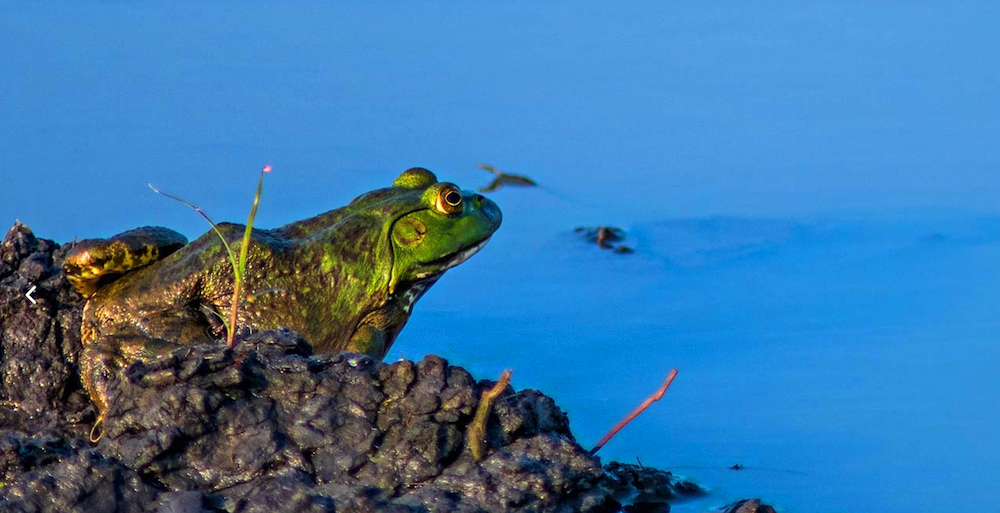 Frog by the water at the baker wetlands