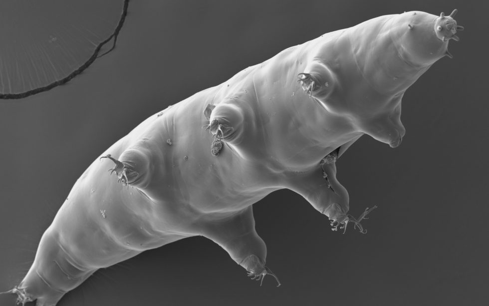 Picture of a tardigrade