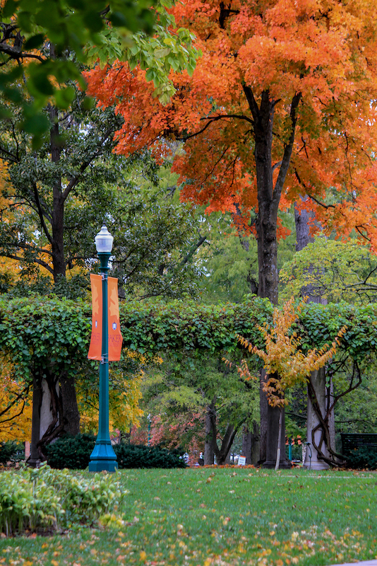 orange fall trees on campus