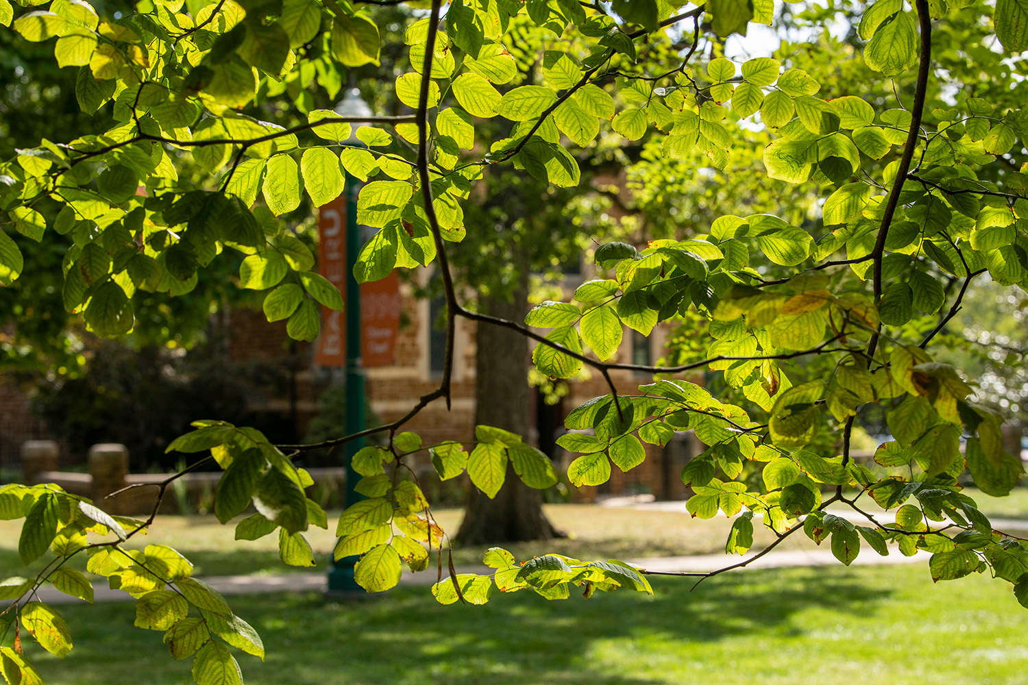 leaves on campus