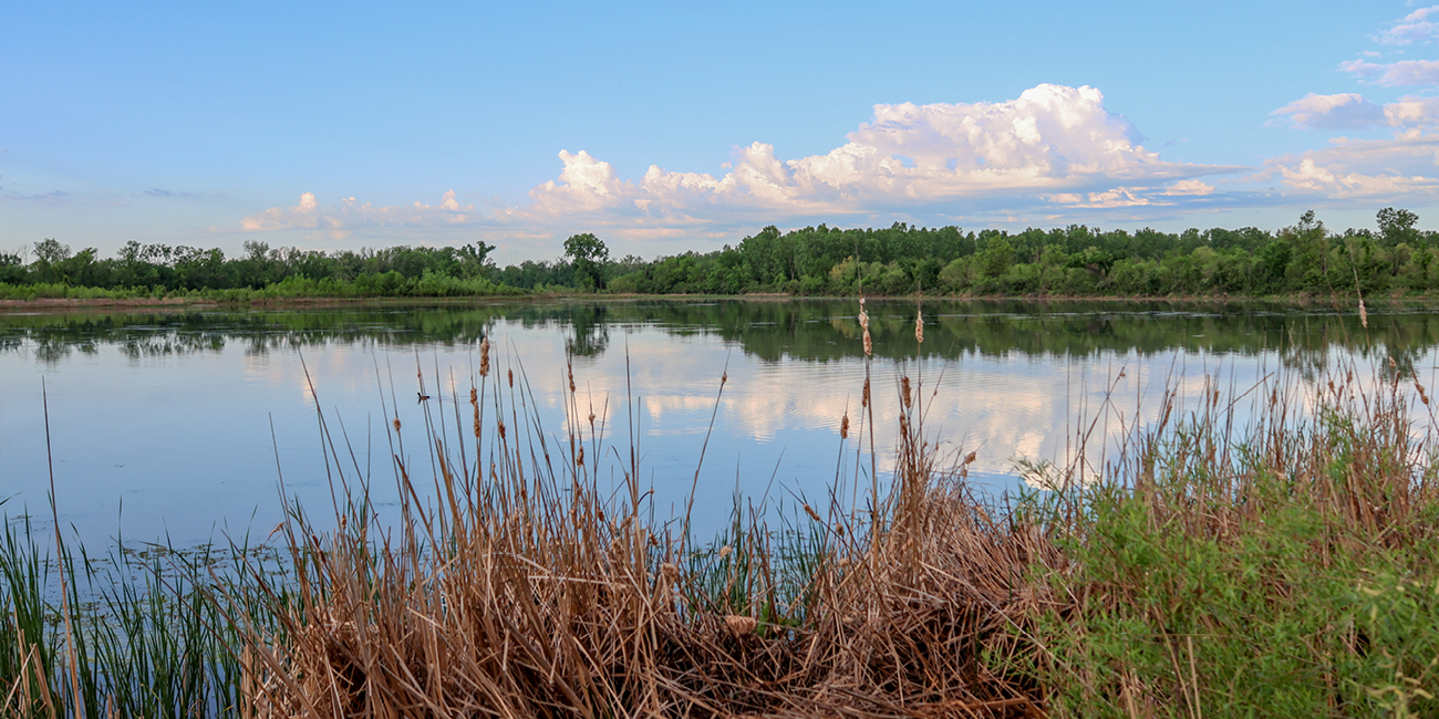 Cattails in the foreground, puffy clouds reflected in the water of the Baker University Wetlands, and leafy green trees in the background
