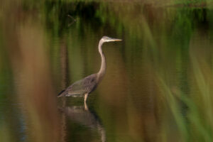 bird in water